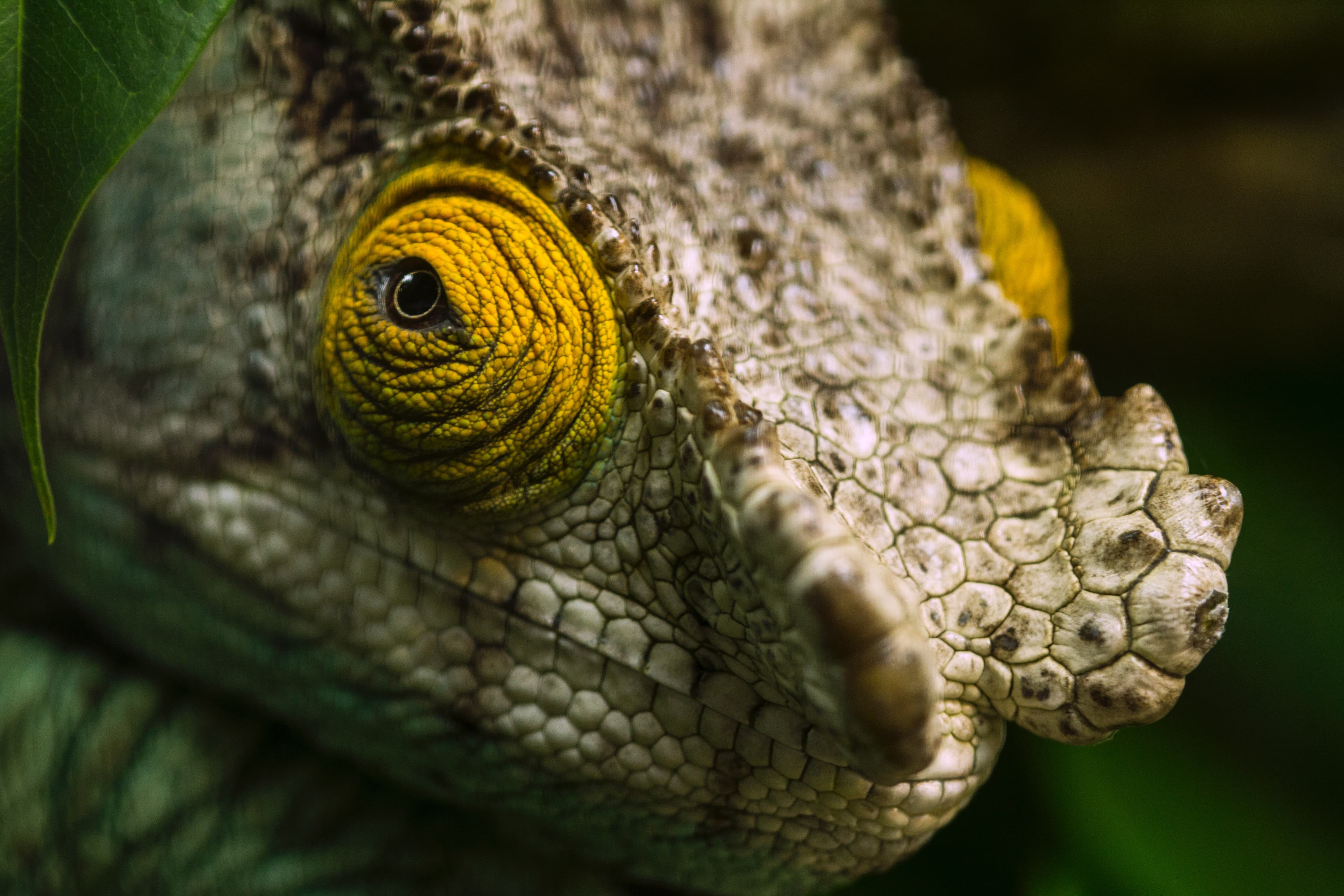 A lizard